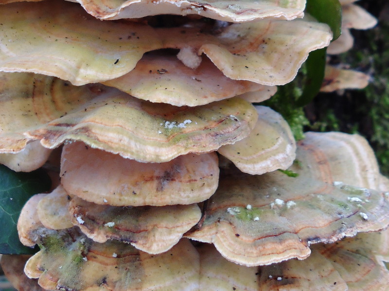 Trametes hirsuta (Trametes versicolor)